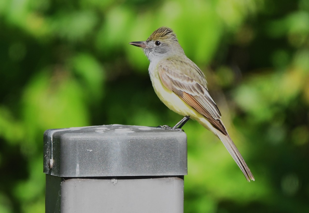 Great Crested Flycatcher - David True