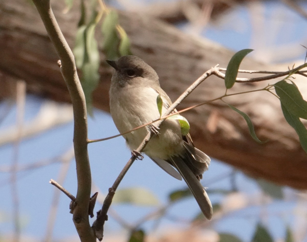 Golden Whistler - Rae Nunan