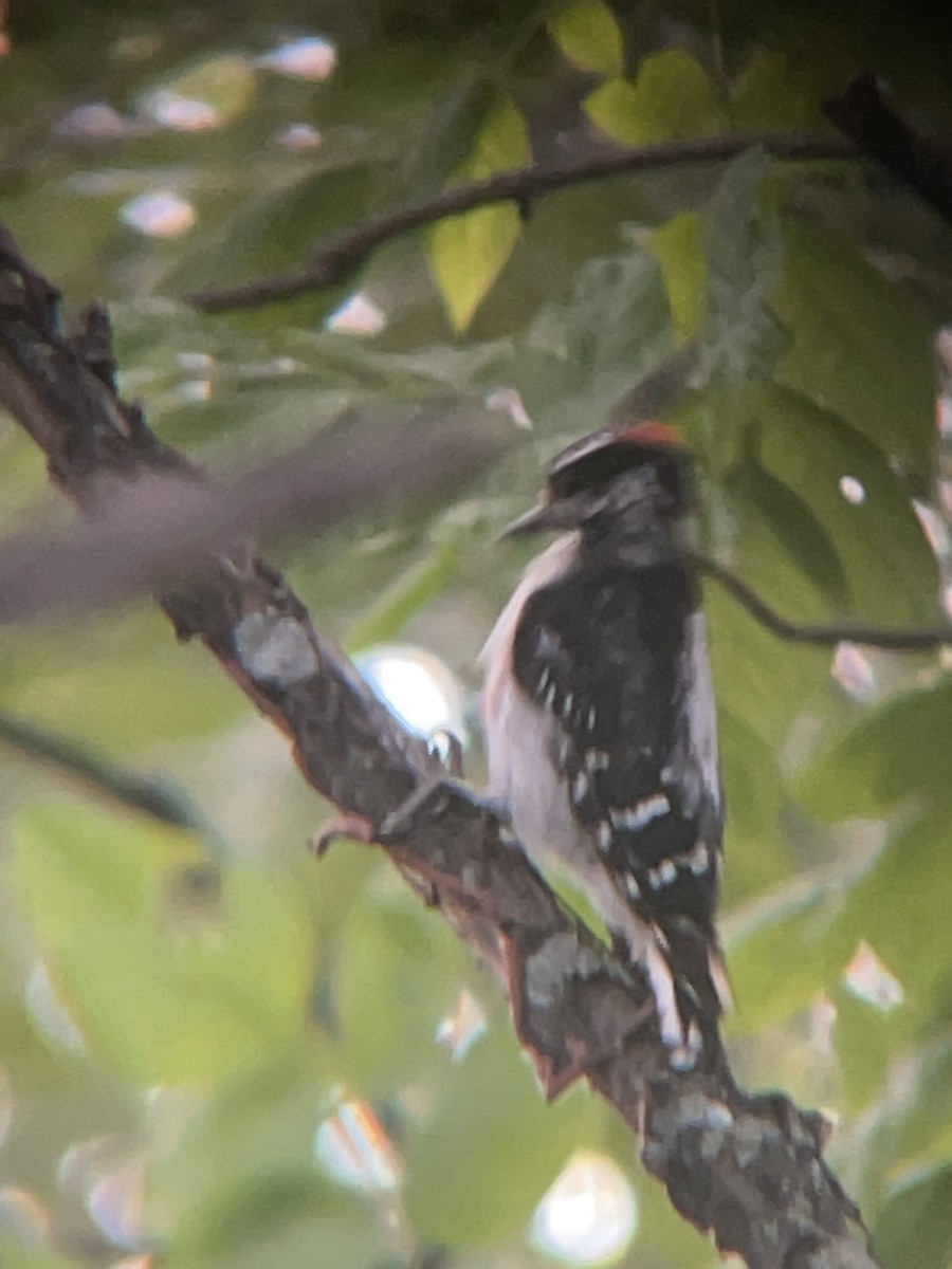 Downy Woodpecker - Mathew Brown