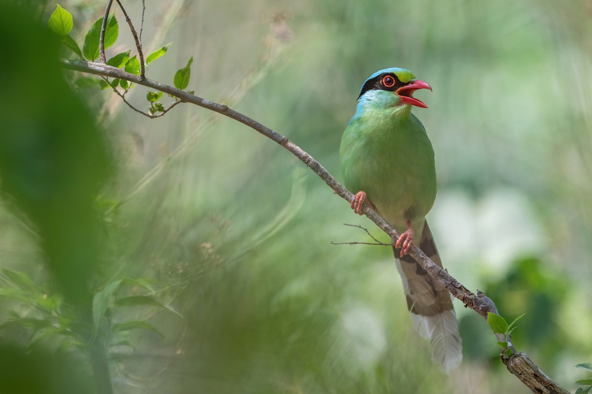 Common Green-Magpie - Deepak Budhathoki 🦉