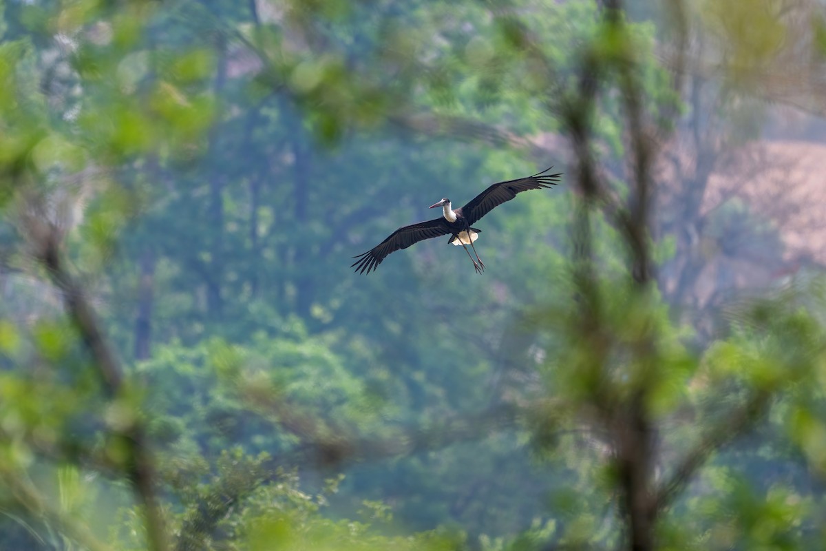 Asian Woolly-necked Stork - ML619212396