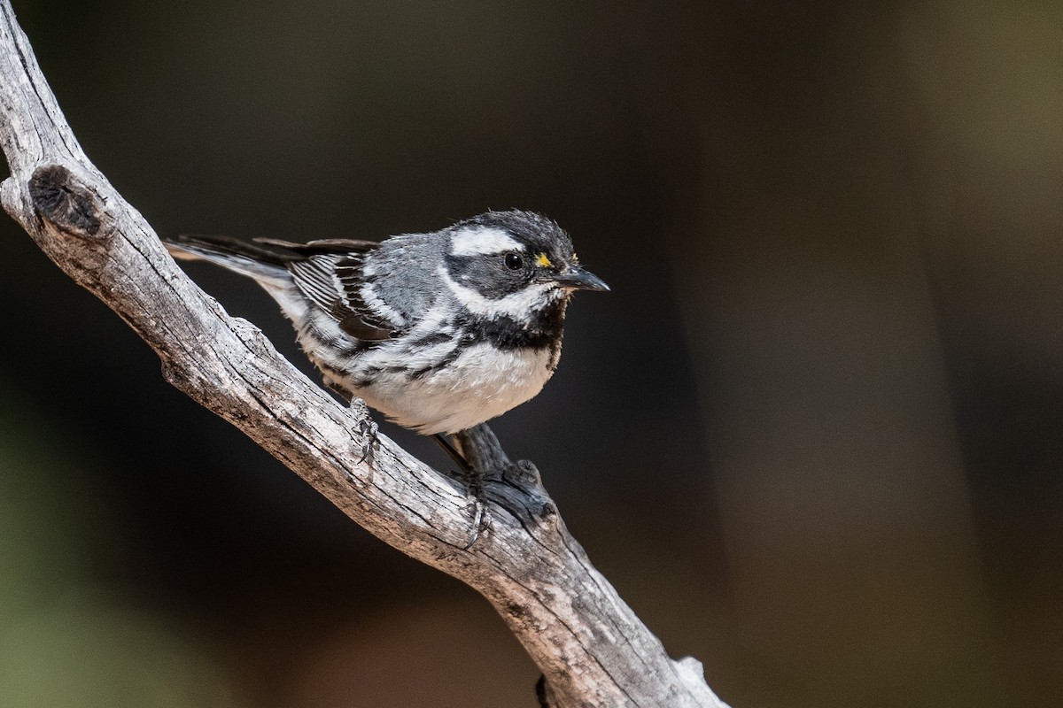 Black-throated Gray Warbler - Pawel Michalak
