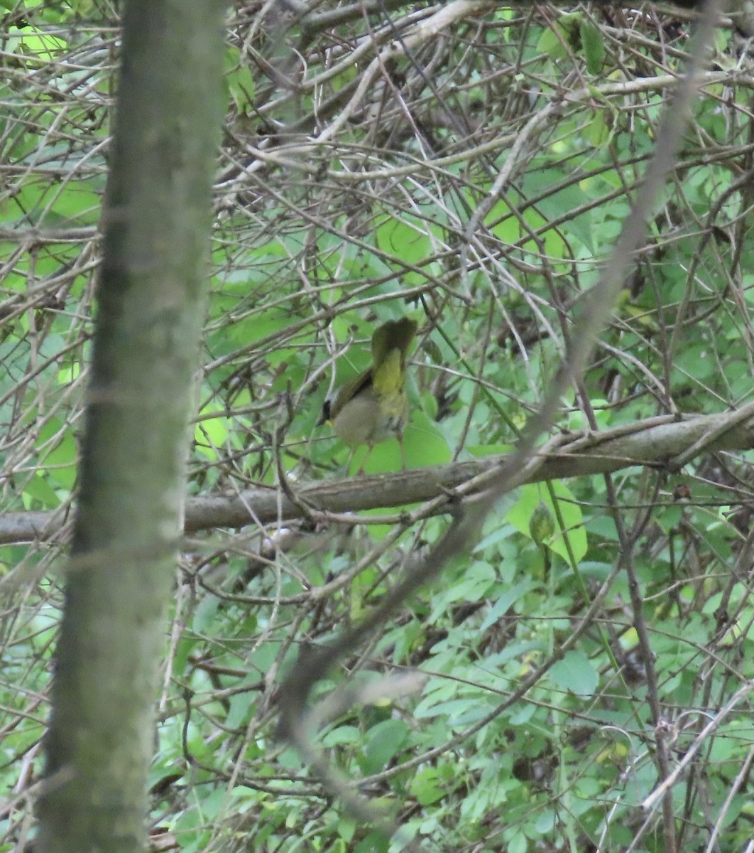 Common Yellowthroat - ML619212405