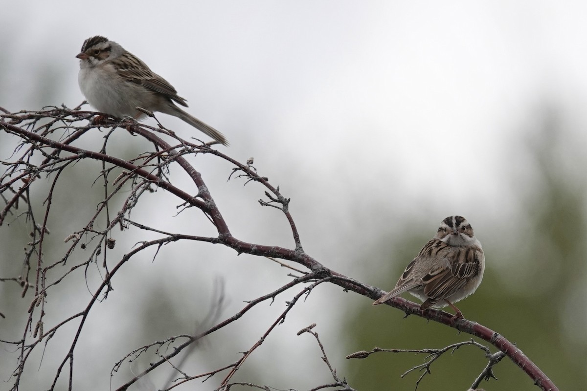 Clay-colored Sparrow - Carol Speck