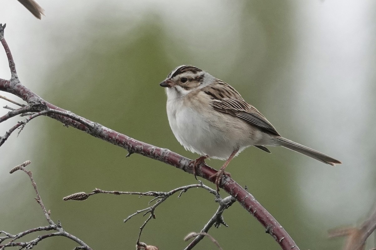 Clay-colored Sparrow - Carol Speck