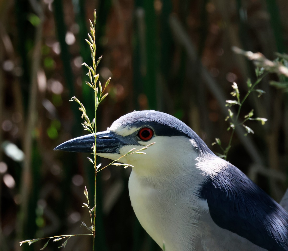 Black-crowned Night Heron - Torgil Zethson