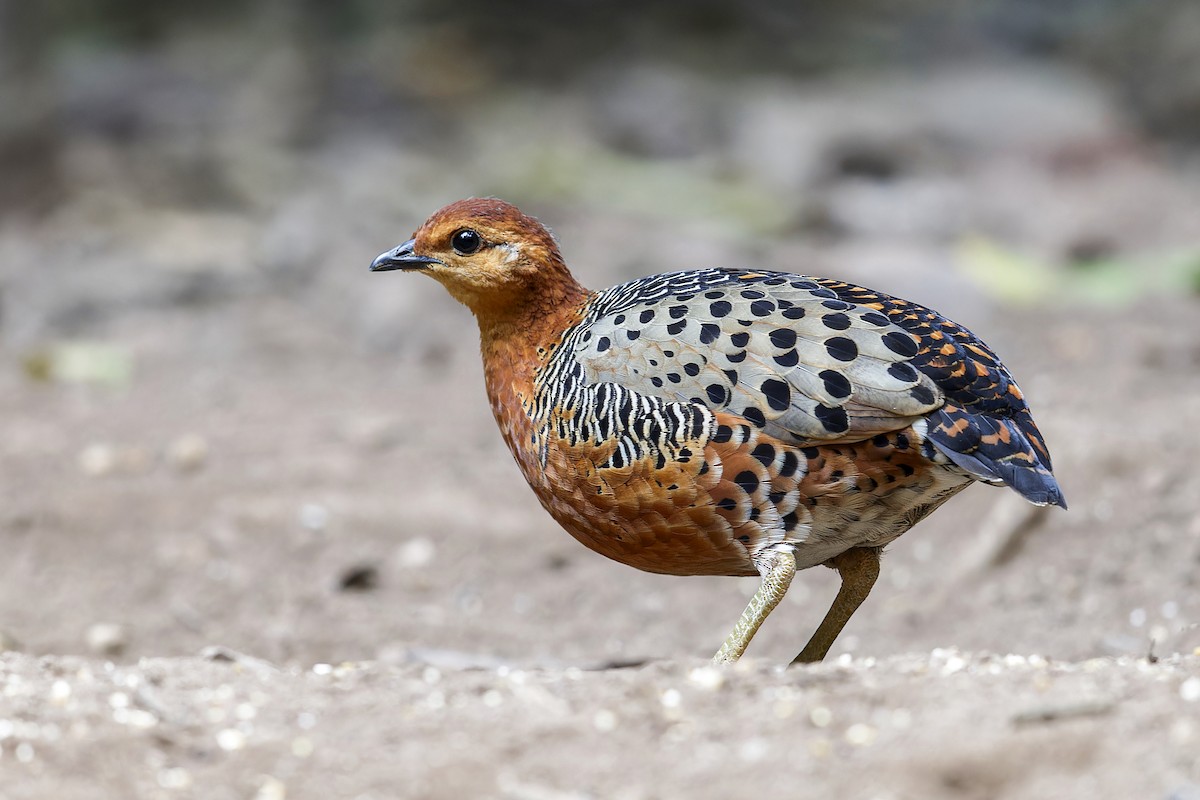 Ferruginous Partridge - Se Chea