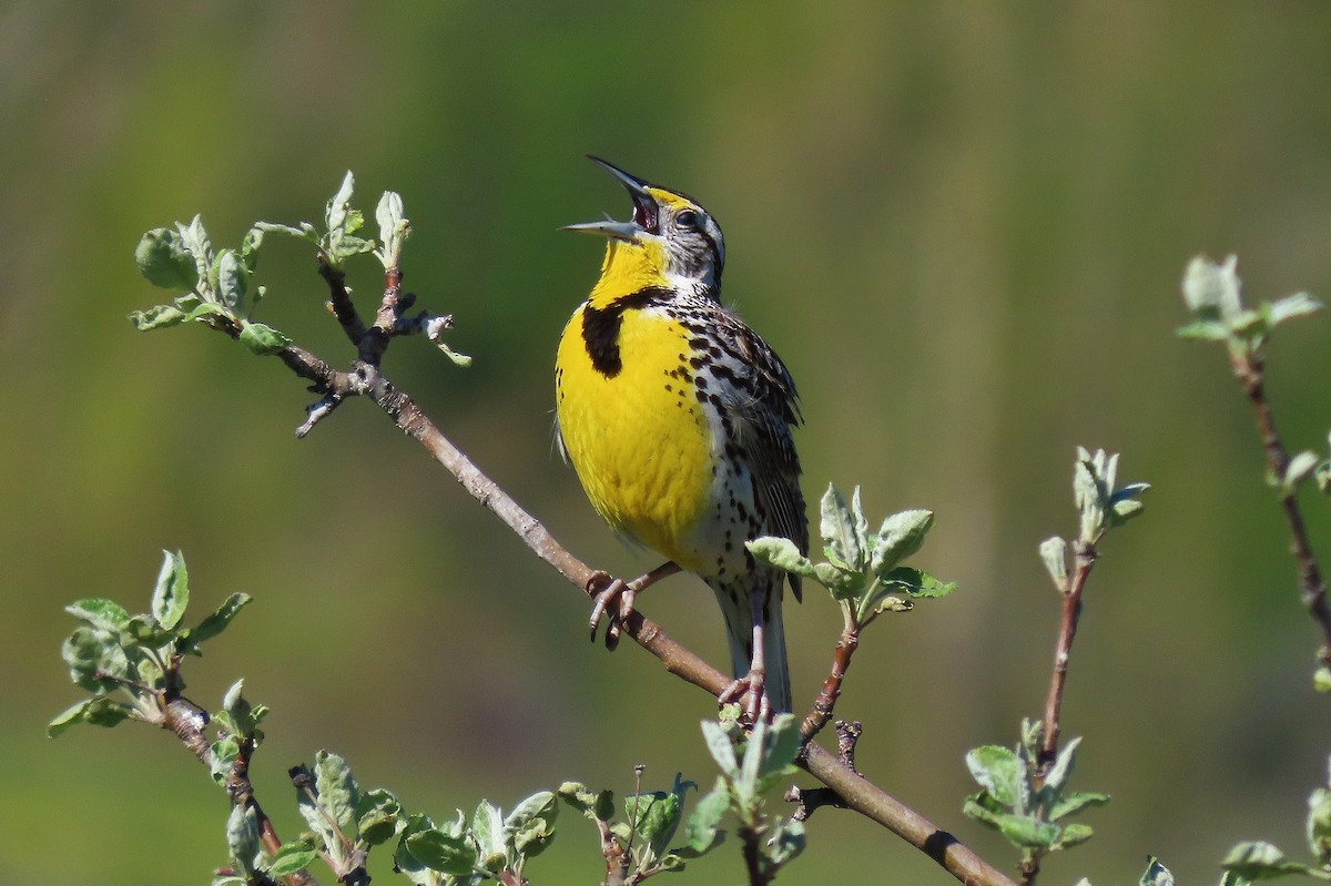 Western Meadowlark - Craig Johnson