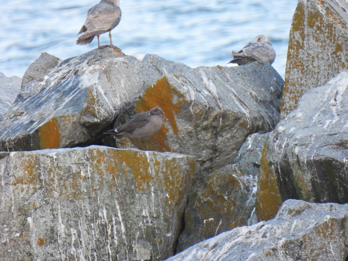 Heermann's Gull - Keith Riding