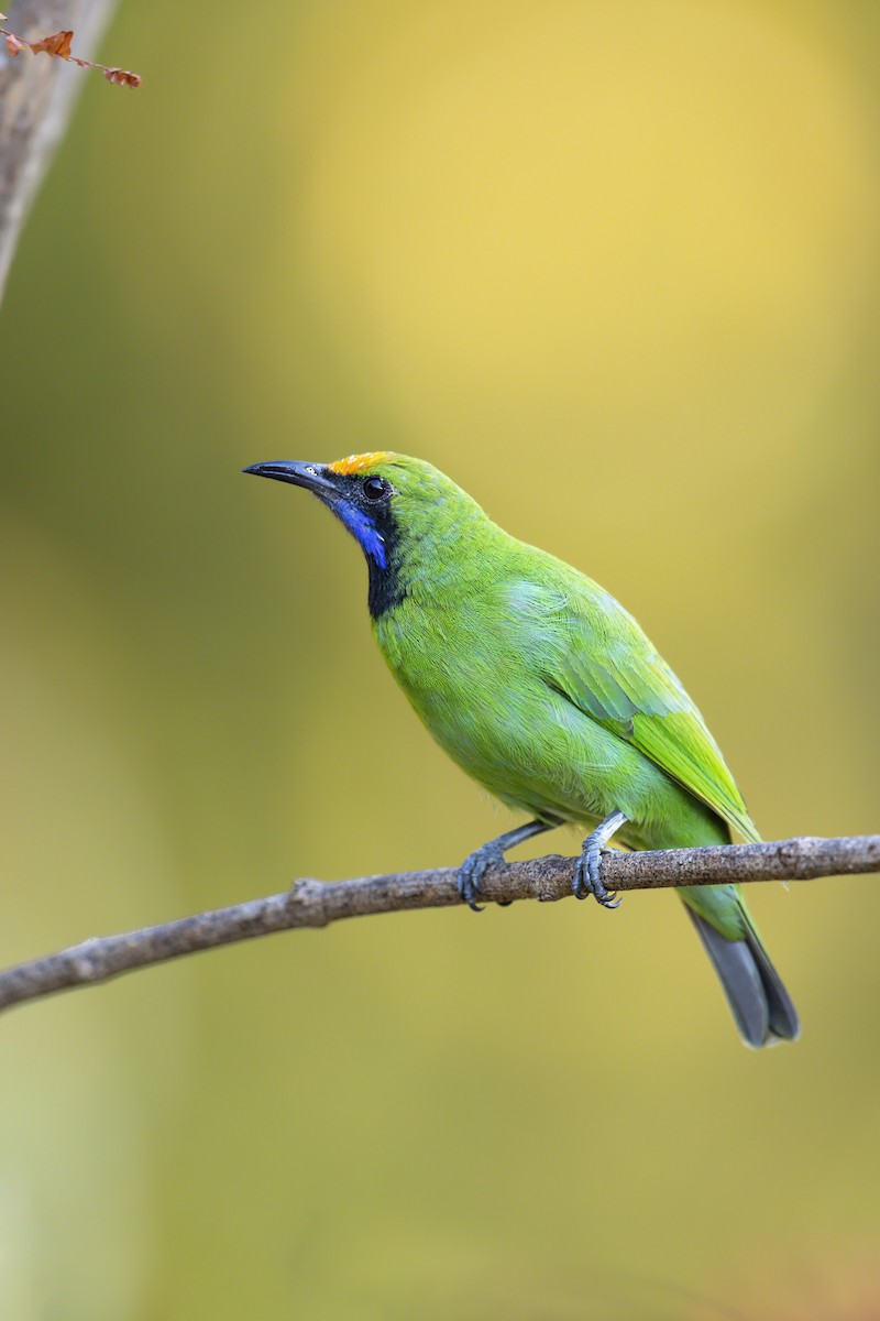 Golden-fronted Leafbird - Se Chea