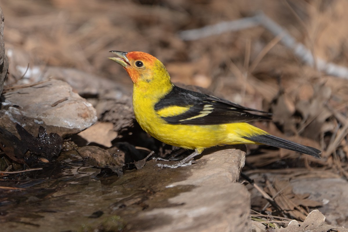 Western Tanager - ML619212459