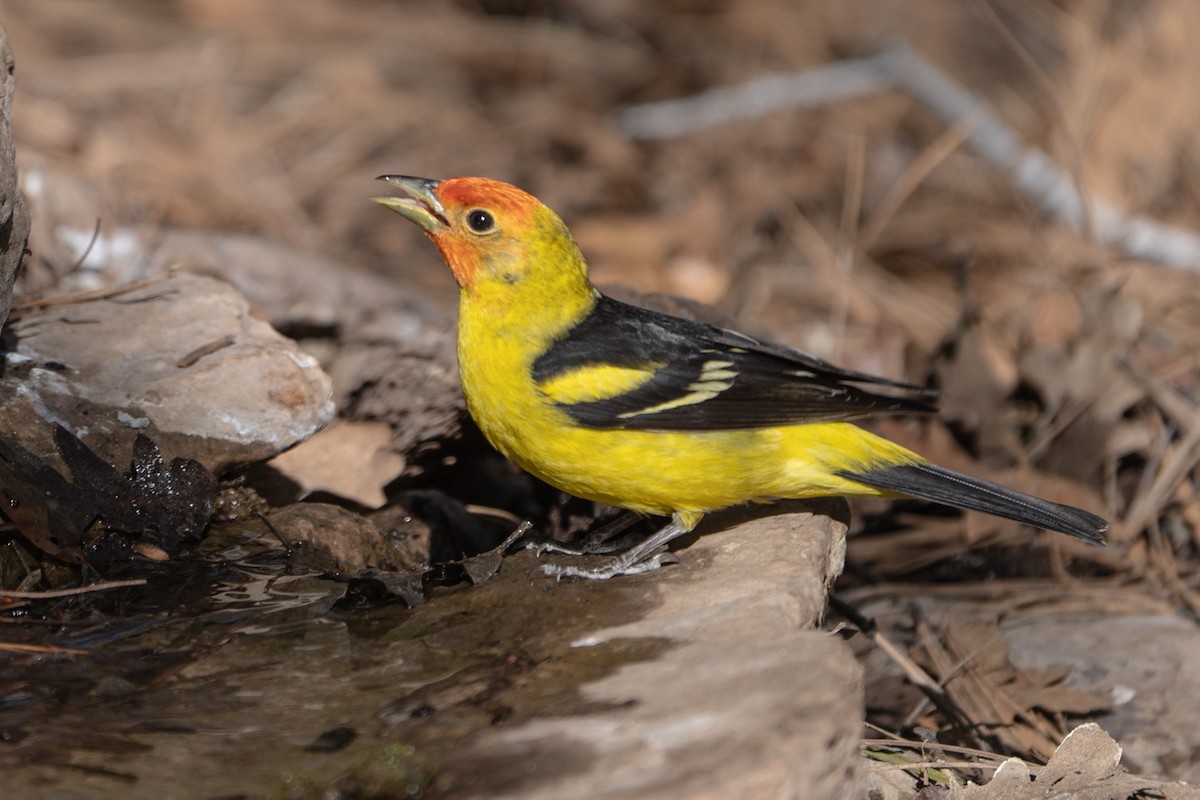 Western Tanager - Pawel Michalak