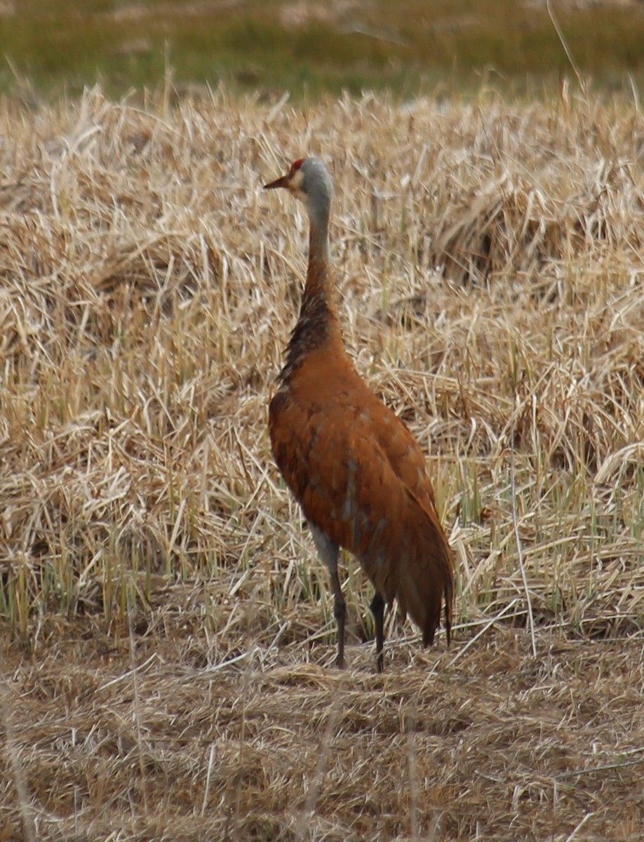 Sandhill Crane - ML619212467