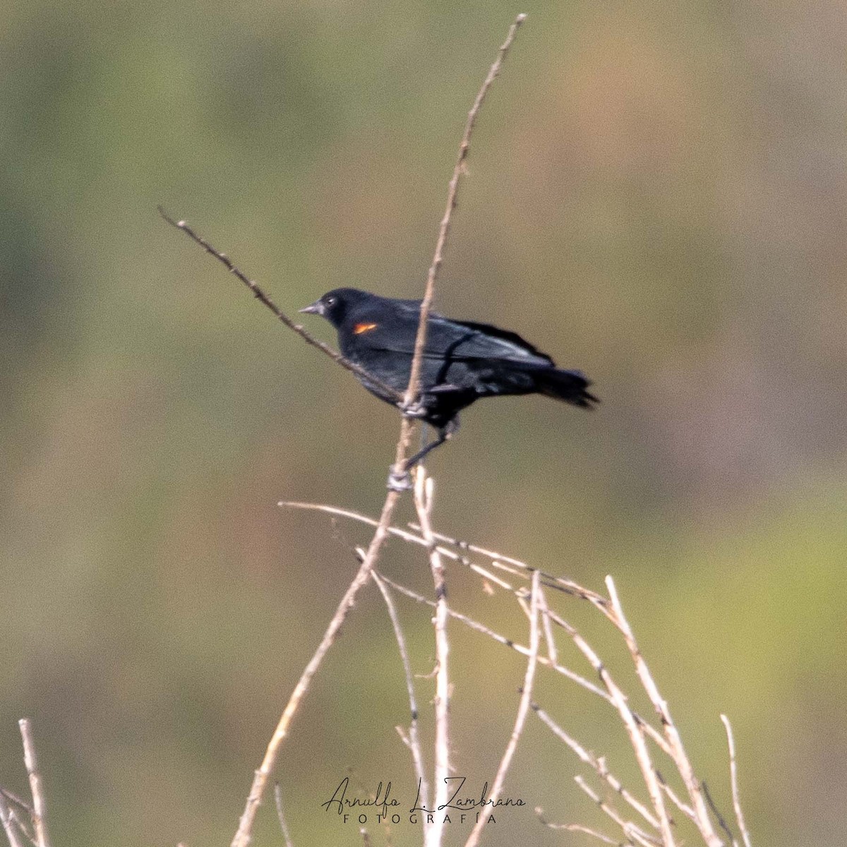 Red-winged Blackbird - Arnulfo López