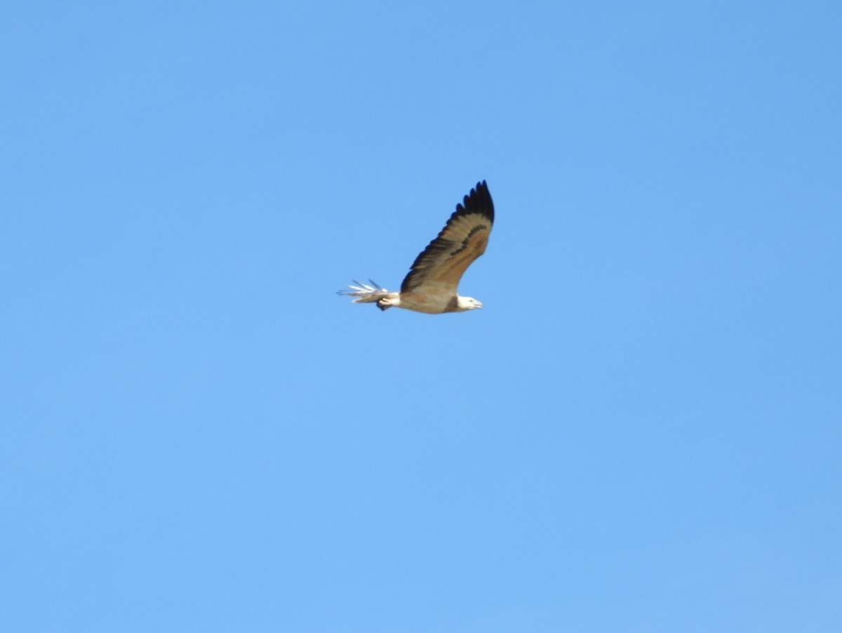 White-bellied Sea-Eagle - David Flumm