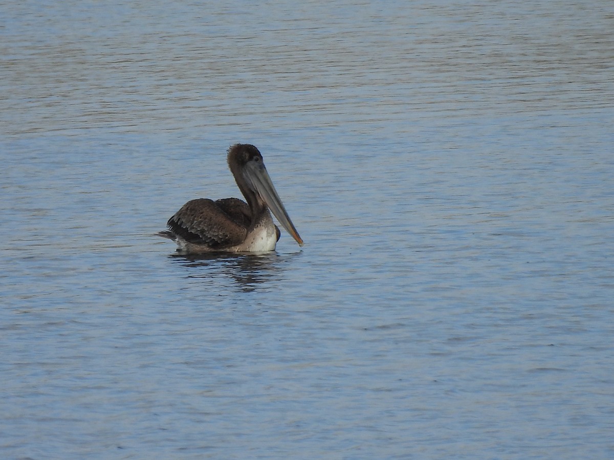 Brown Pelican - Kiandra Mitchell