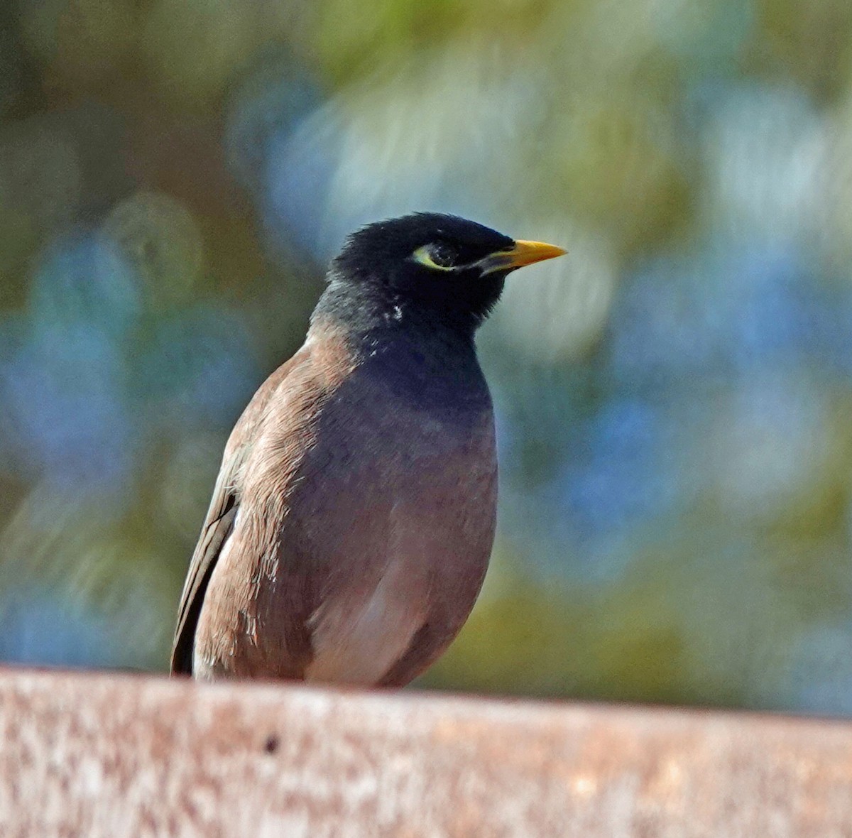 Common Myna - Russell Scott