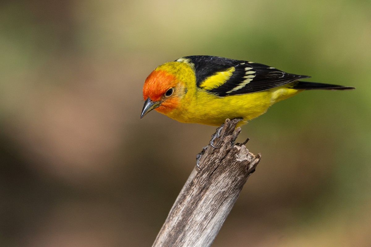 Western Tanager - ML619212507