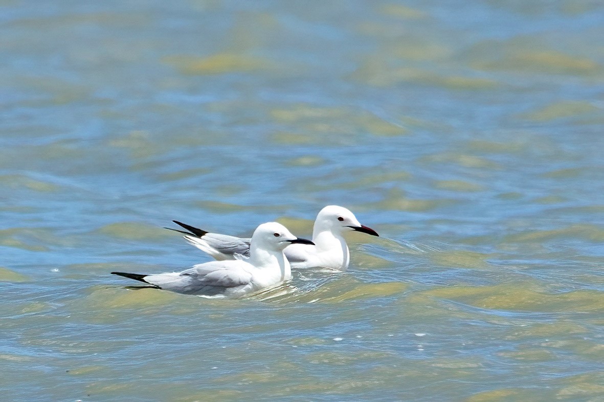 Slender-billed Gull - A W