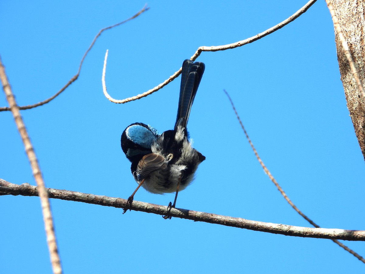 Superb Fairywren - David Flumm