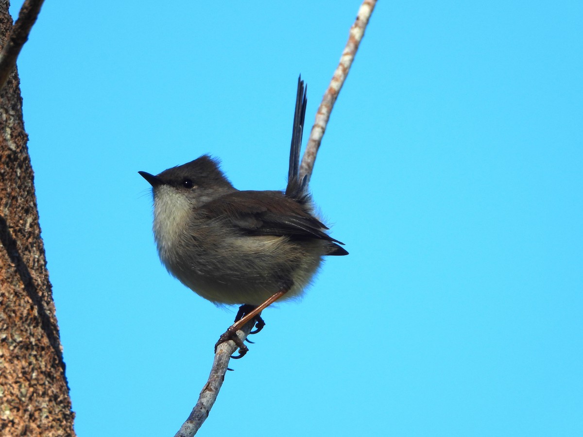 Superb Fairywren - David Flumm