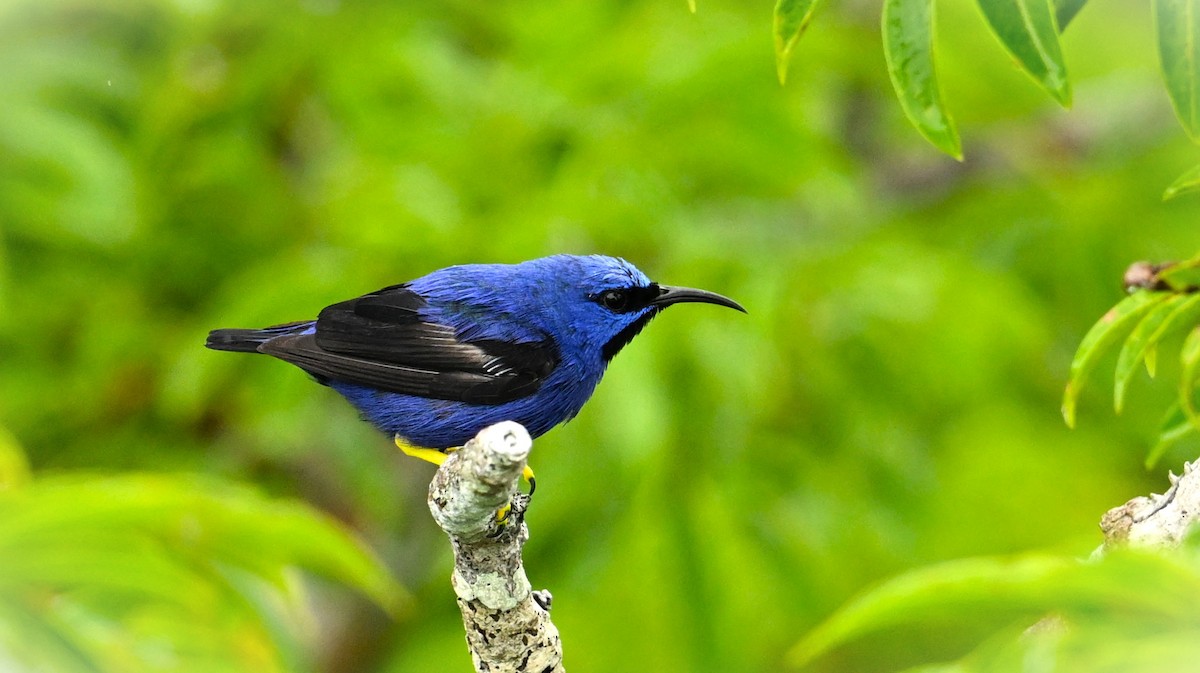 Purple Honeycreeper - Marcelo Donoso