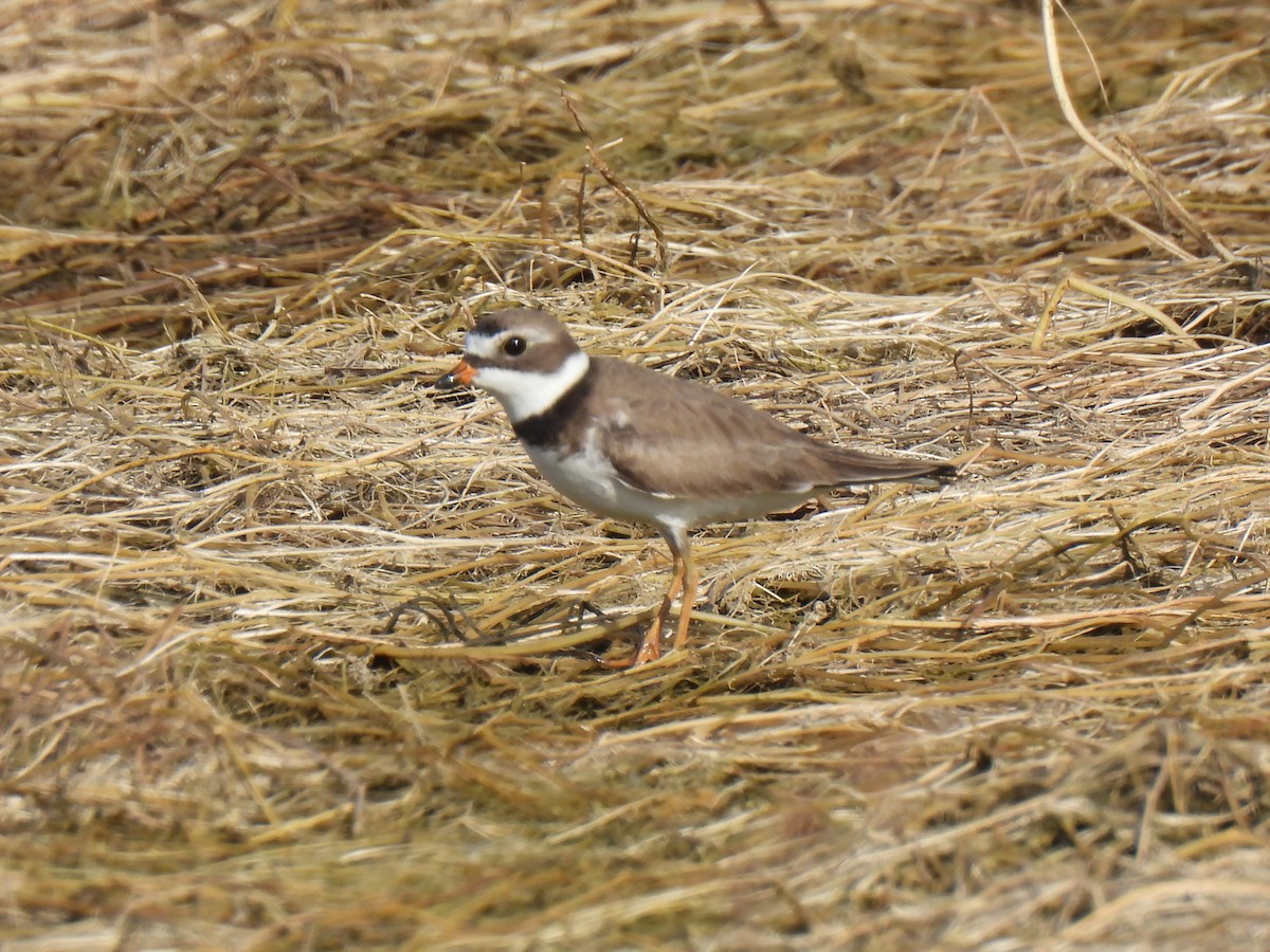 Semipalmated Plover - Jana Singletary