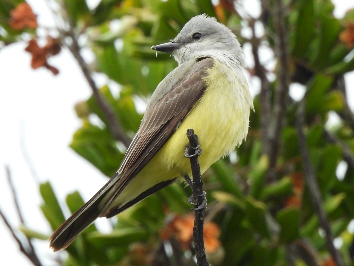 Western Kingbird - Kiandra Mitchell