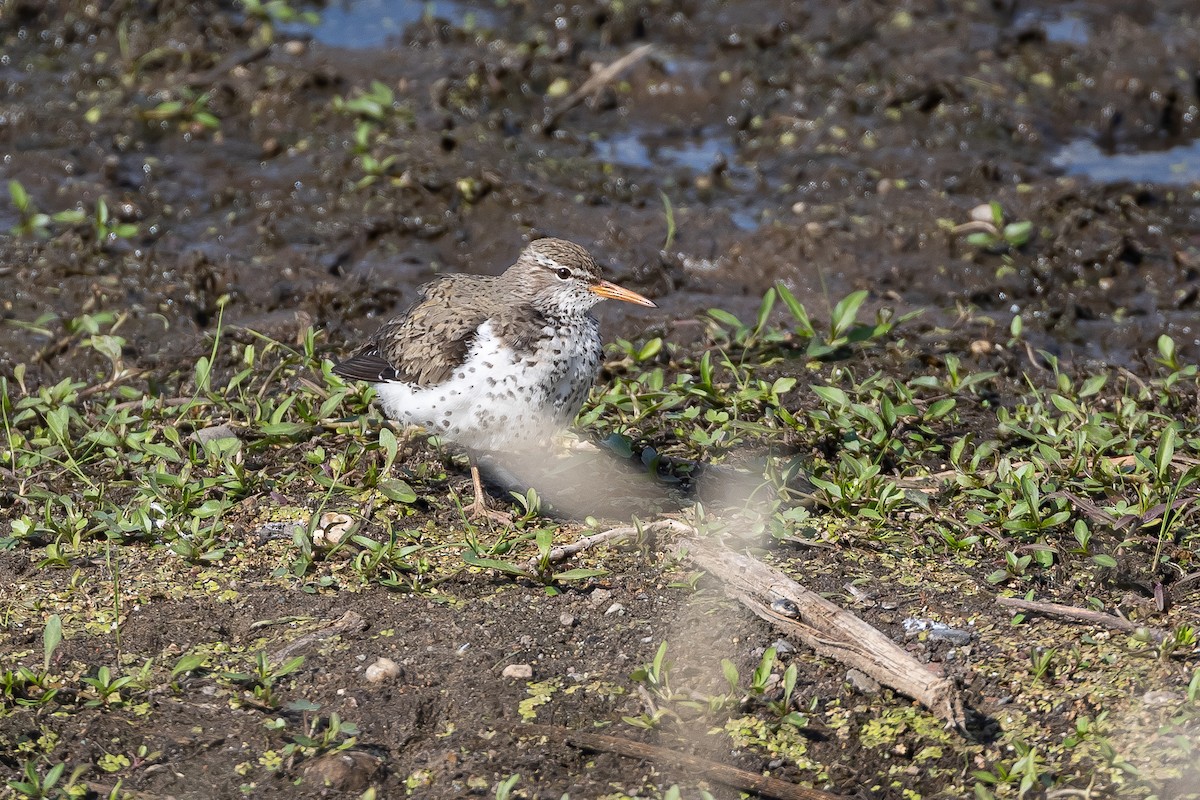 Spotted Sandpiper - Joey Reichhoff