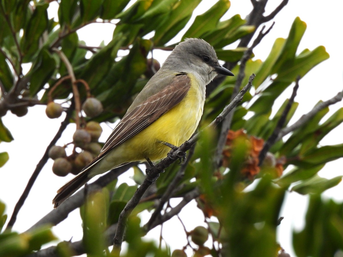 Western Kingbird - Kiandra Mitchell