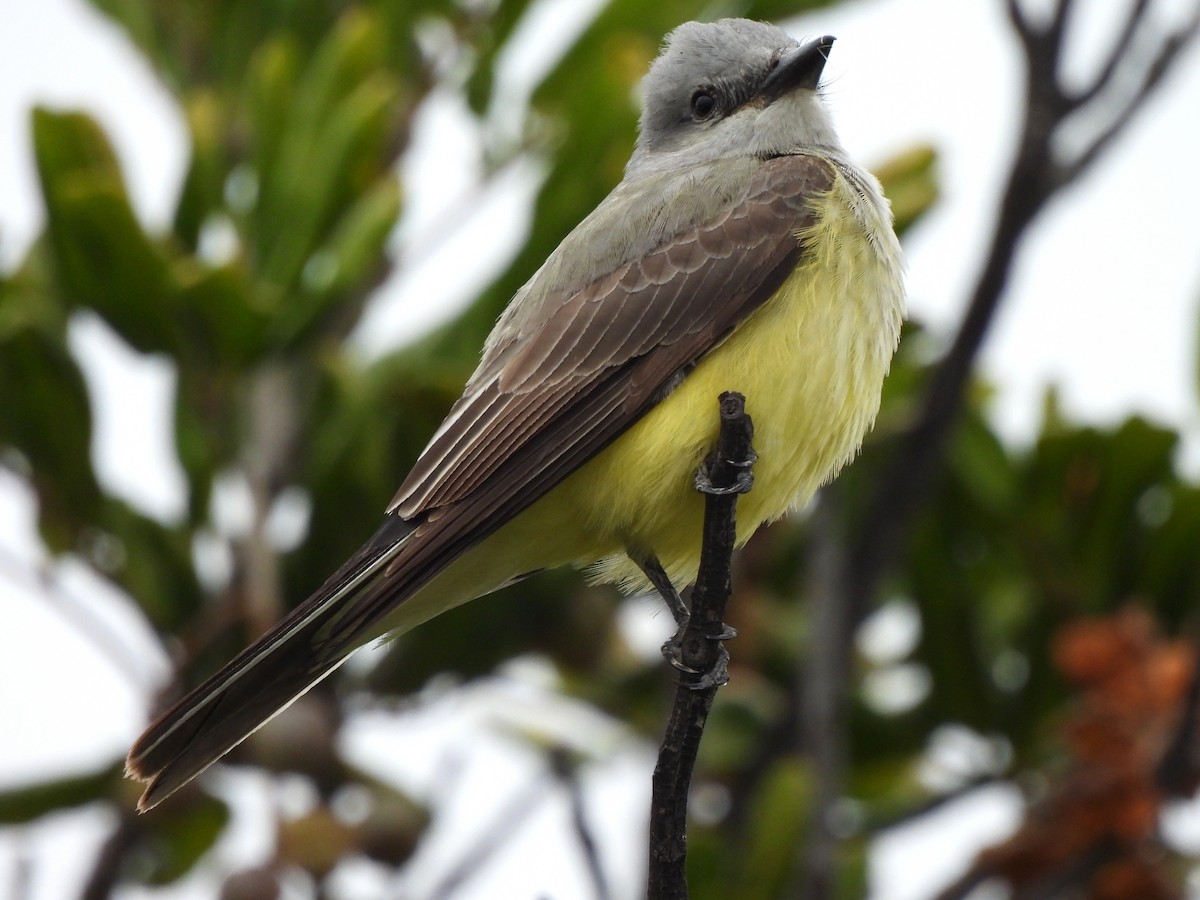 Western Kingbird - ML619212532