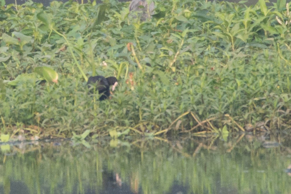 Eurasian Coot - Aniketa Kabir