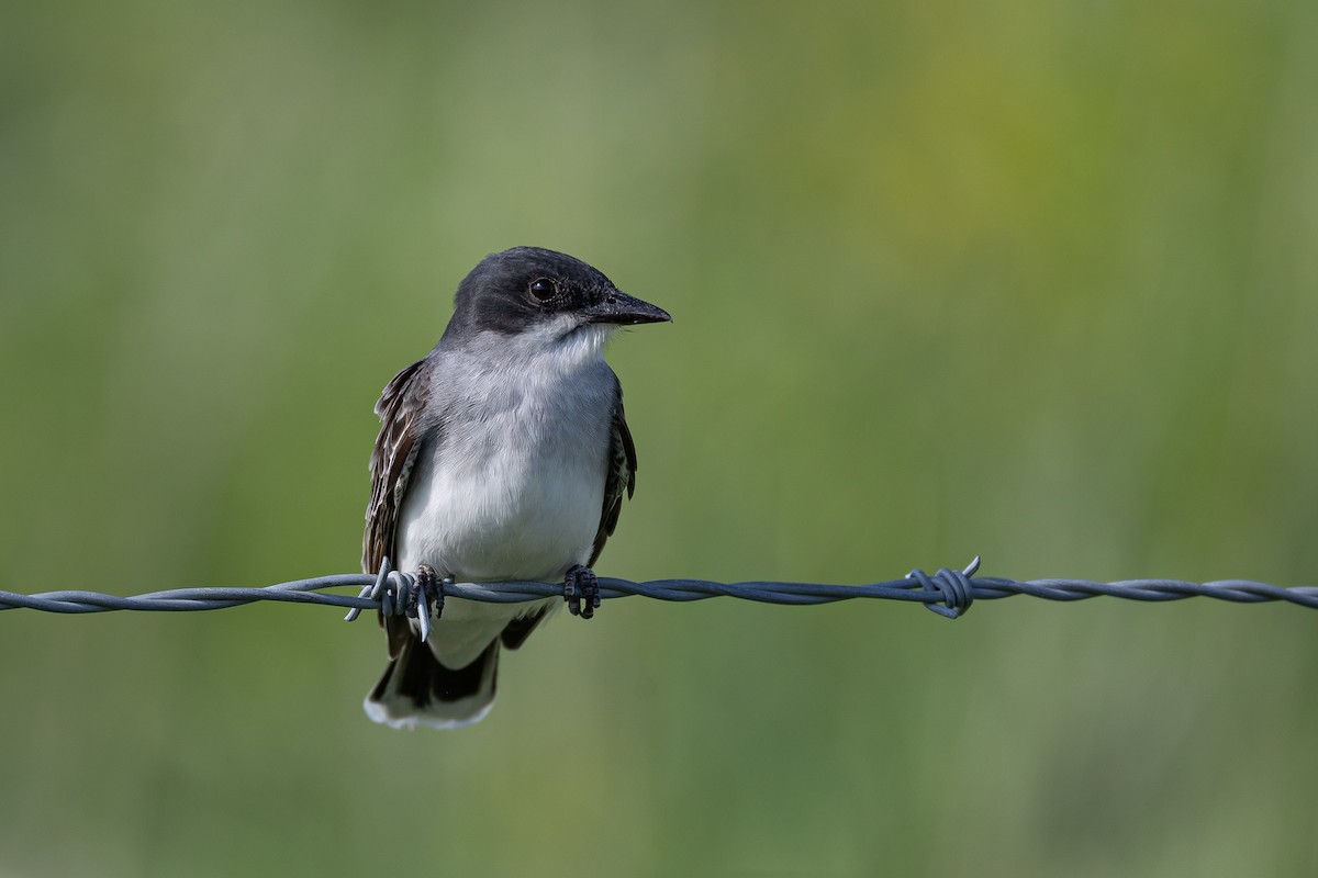 Eastern Kingbird - Joey Reichhoff