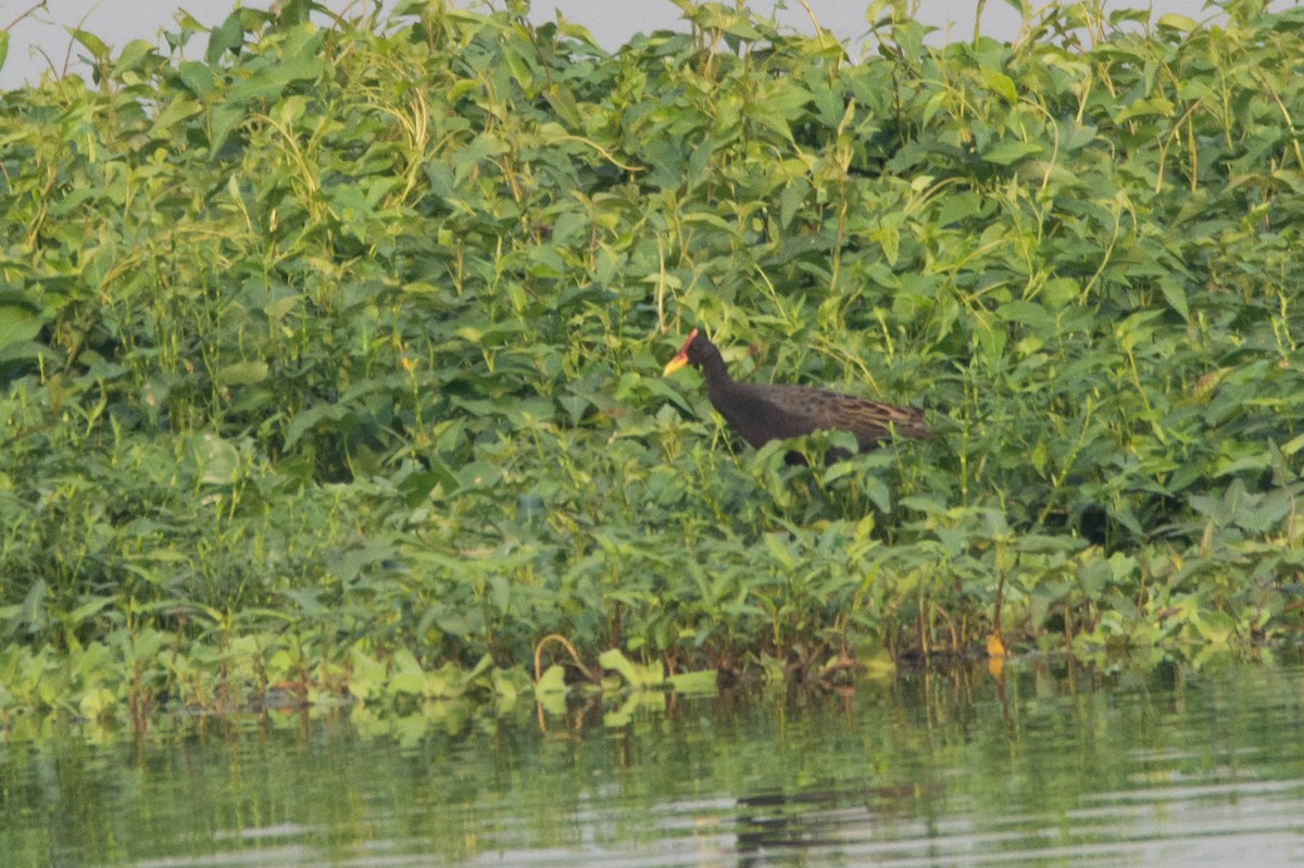 Watercock - Aniketa Kabir