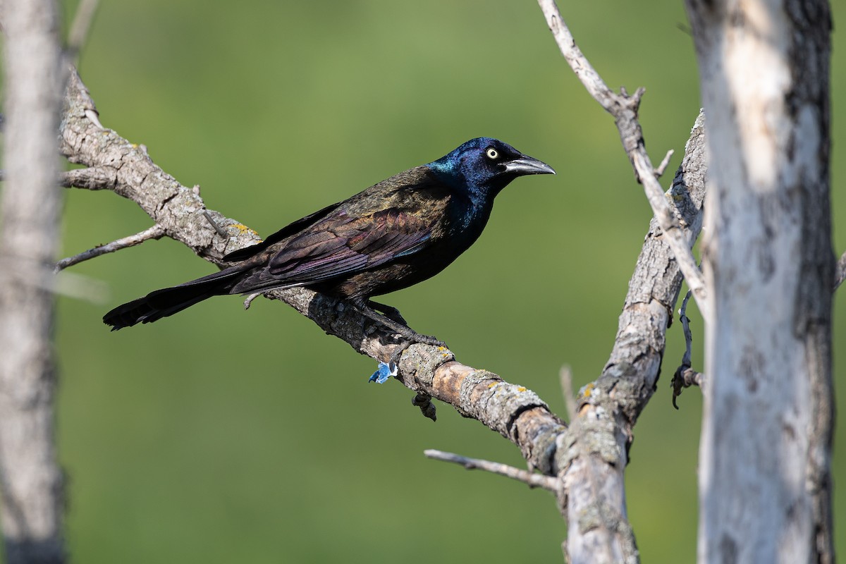Common Grackle - Joey Reichhoff