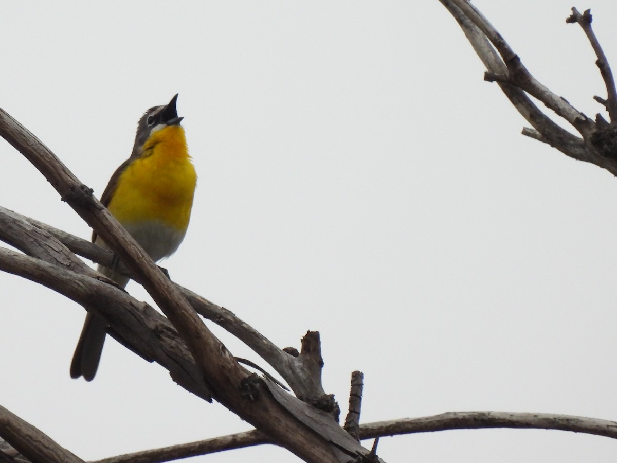 Yellow-breasted Chat - Kiandra Mitchell