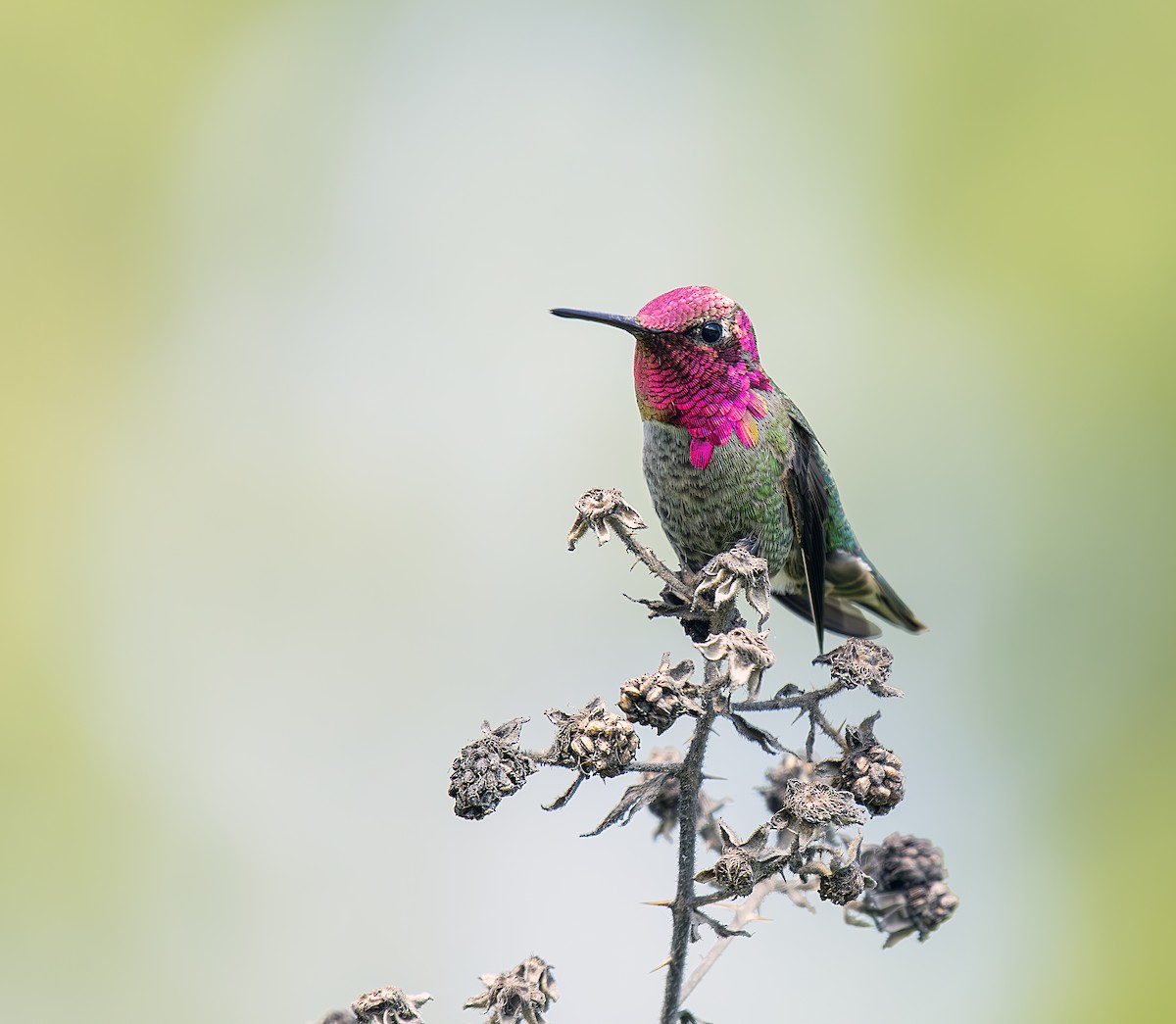 Anna's Hummingbird - Sydney Mohr