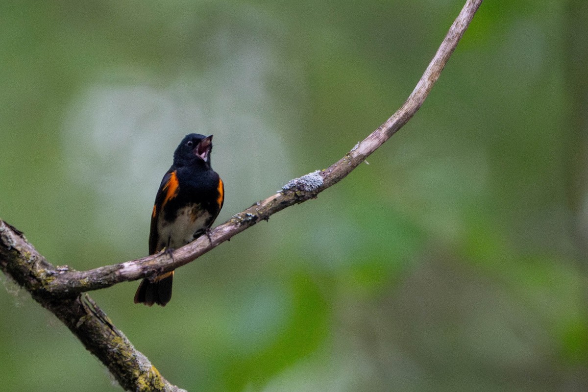 American Redstart - ML619212575