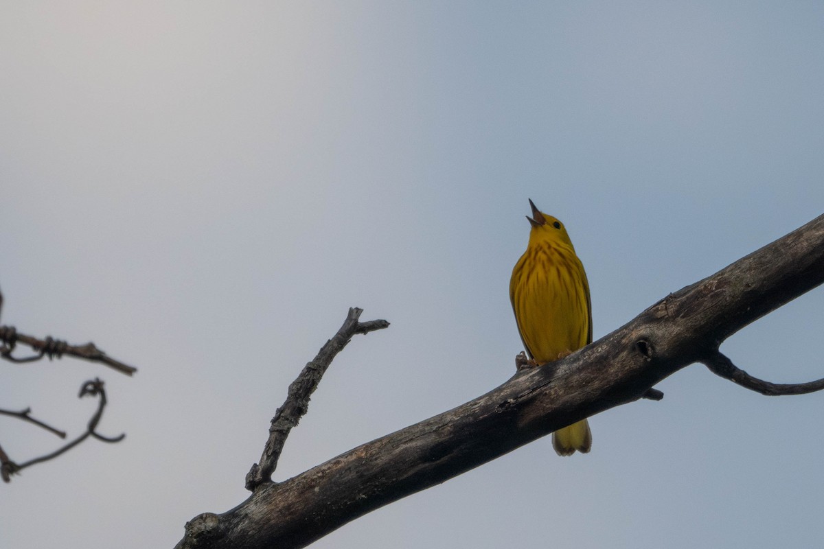 Yellow Warbler - ML619212578