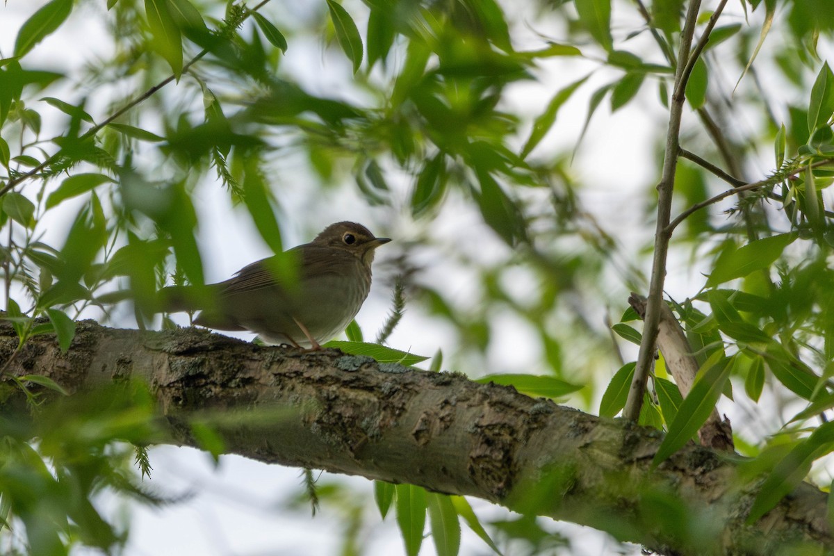 Swainson's Thrush - ML619212593