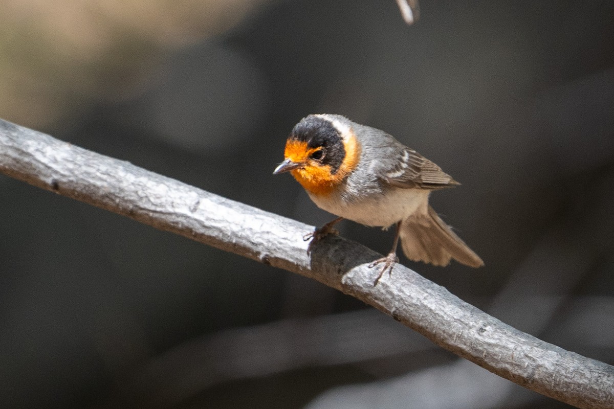 Red-faced Warbler - ML619212596