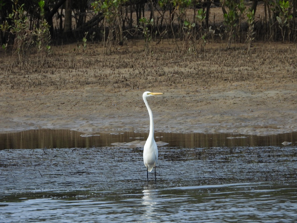 Great Egret - David Flumm