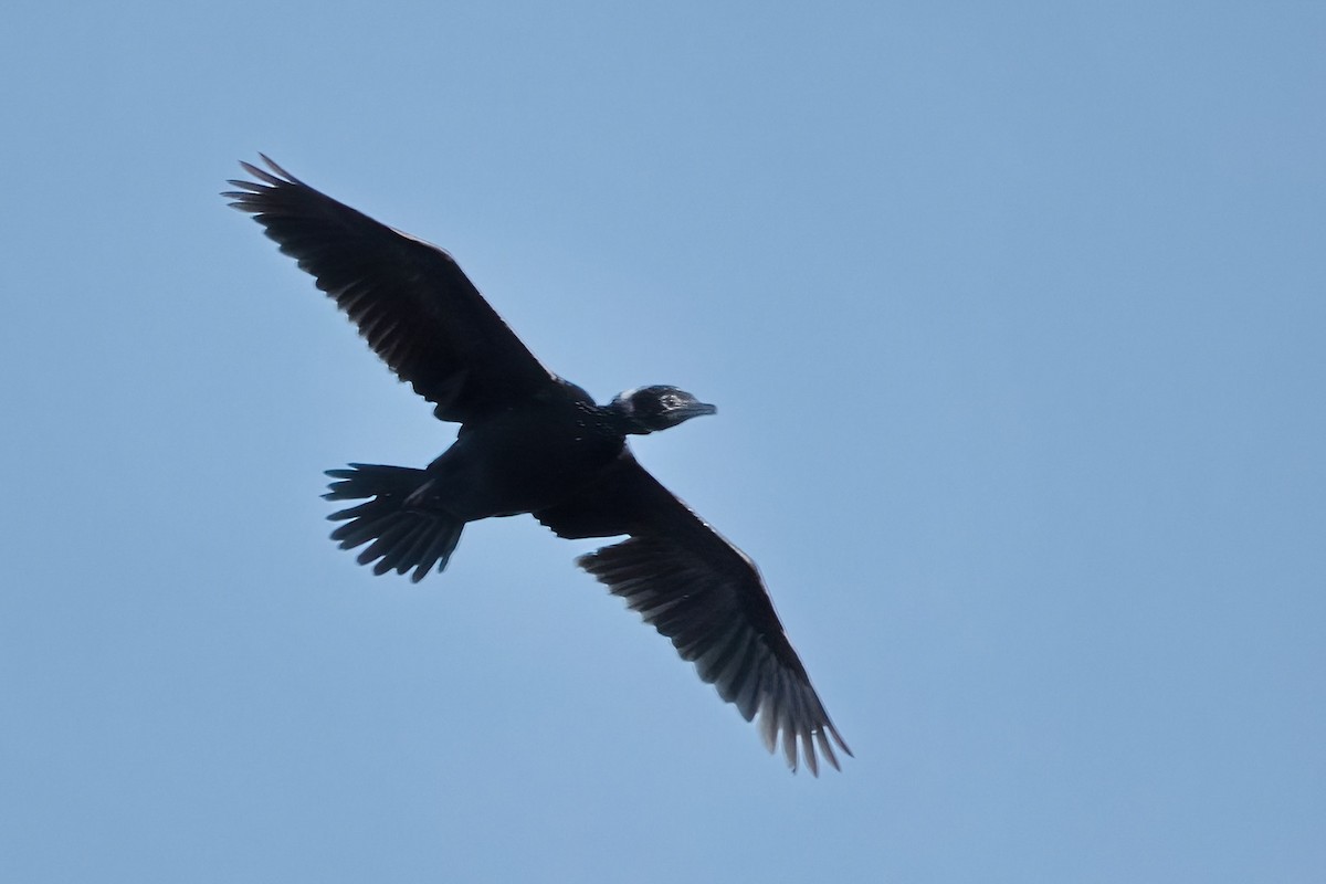 Pygmy Cormorant - A W