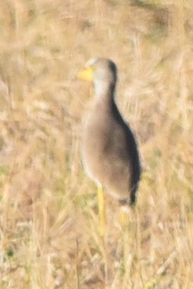 Wattled Lapwing - ML619212616