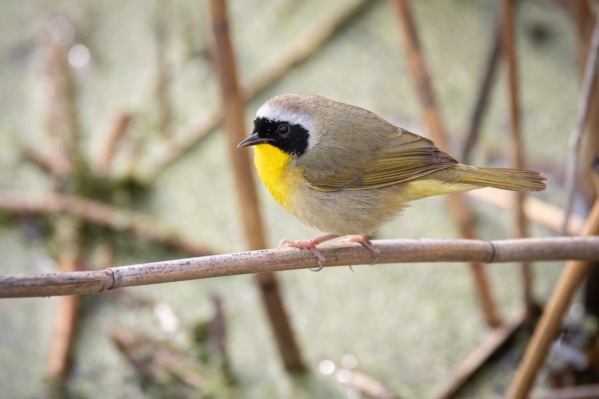 Common Yellowthroat - Joey Reichhoff