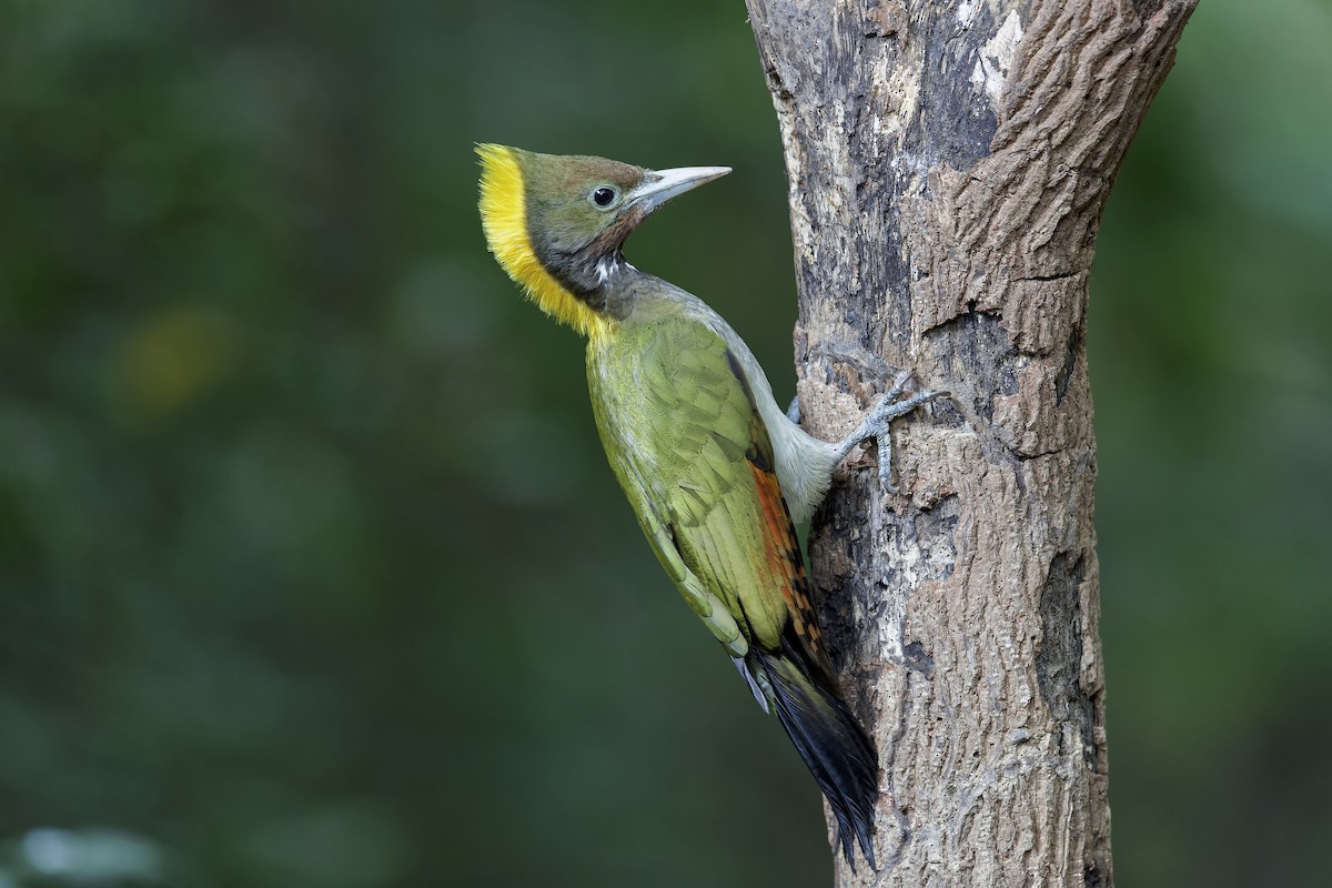 Greater Yellownape - Se Chea