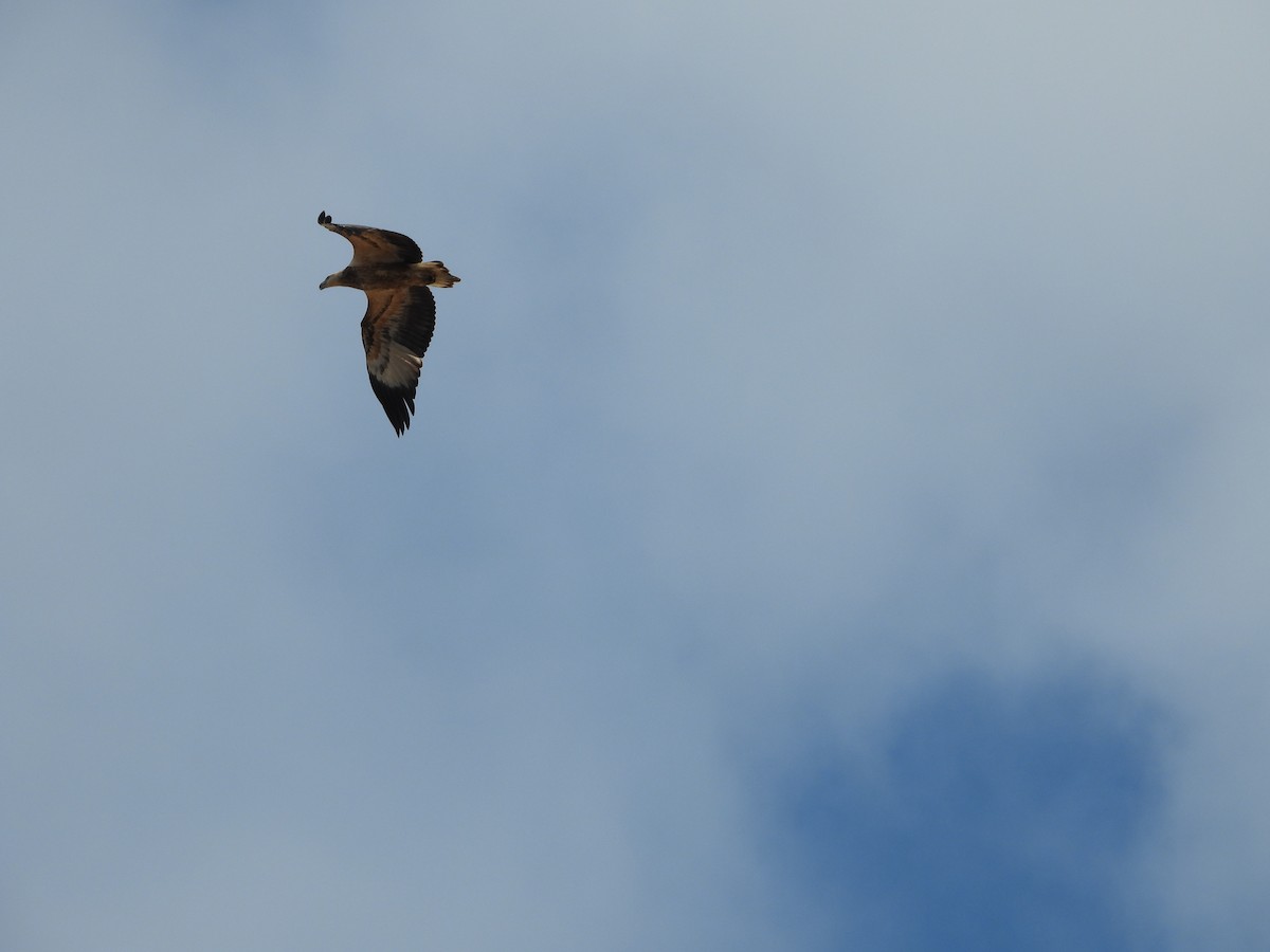 White-bellied Sea-Eagle - David Flumm