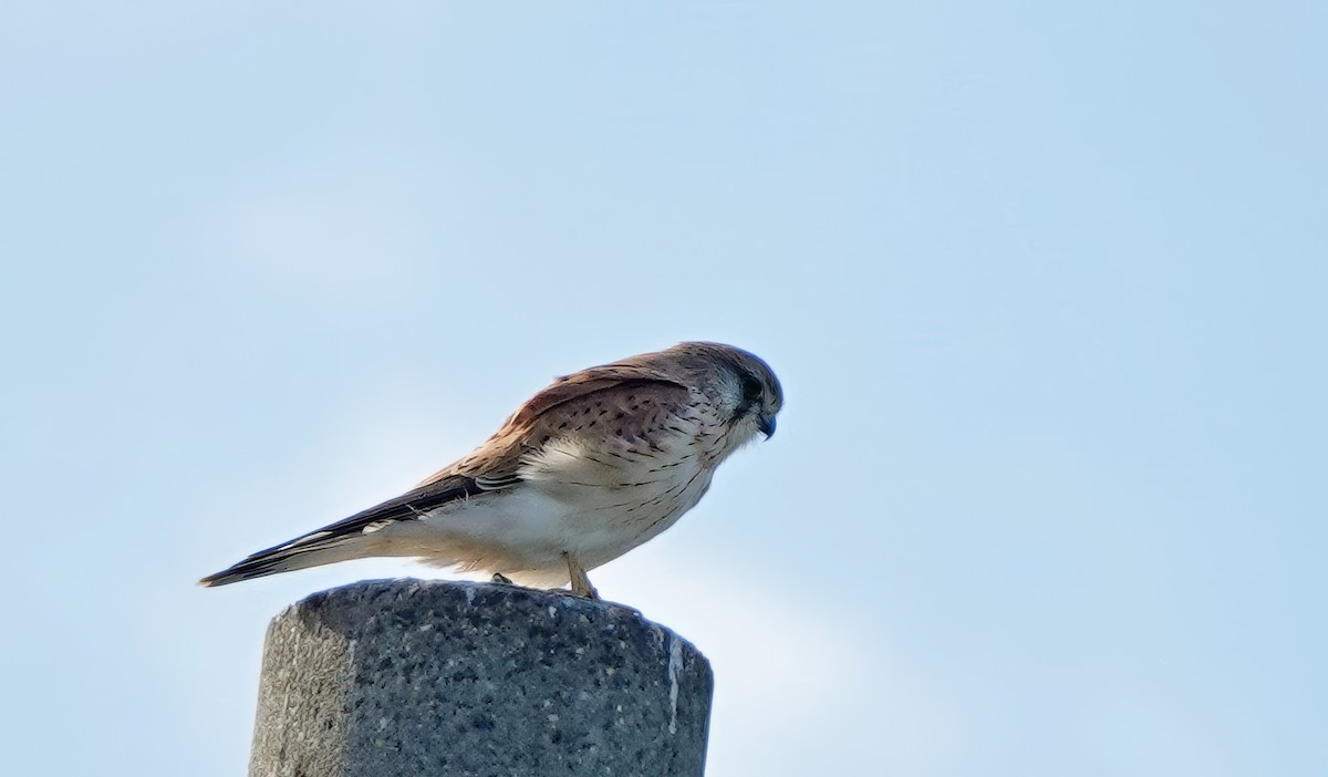 Nankeen Kestrel - Russell Scott