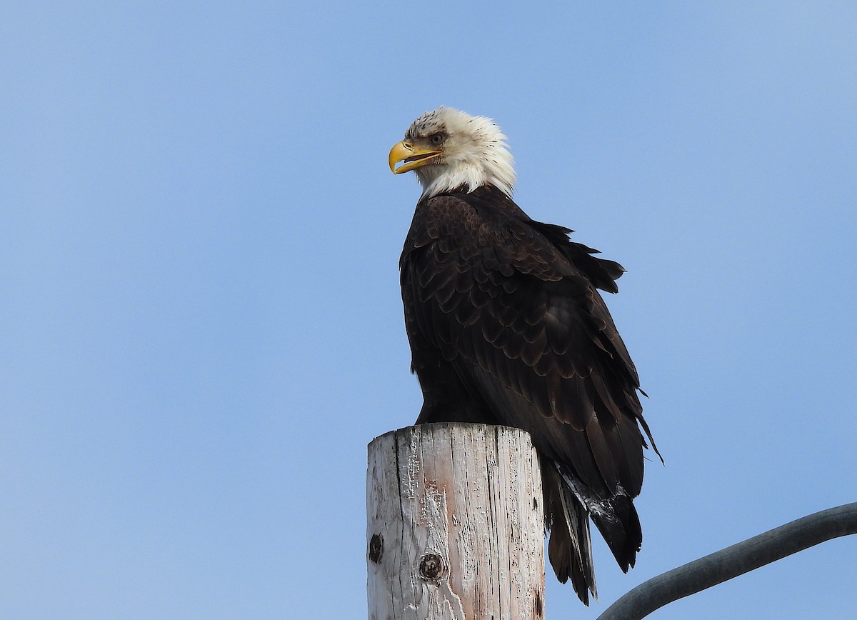 Bald Eagle - Ted Floyd