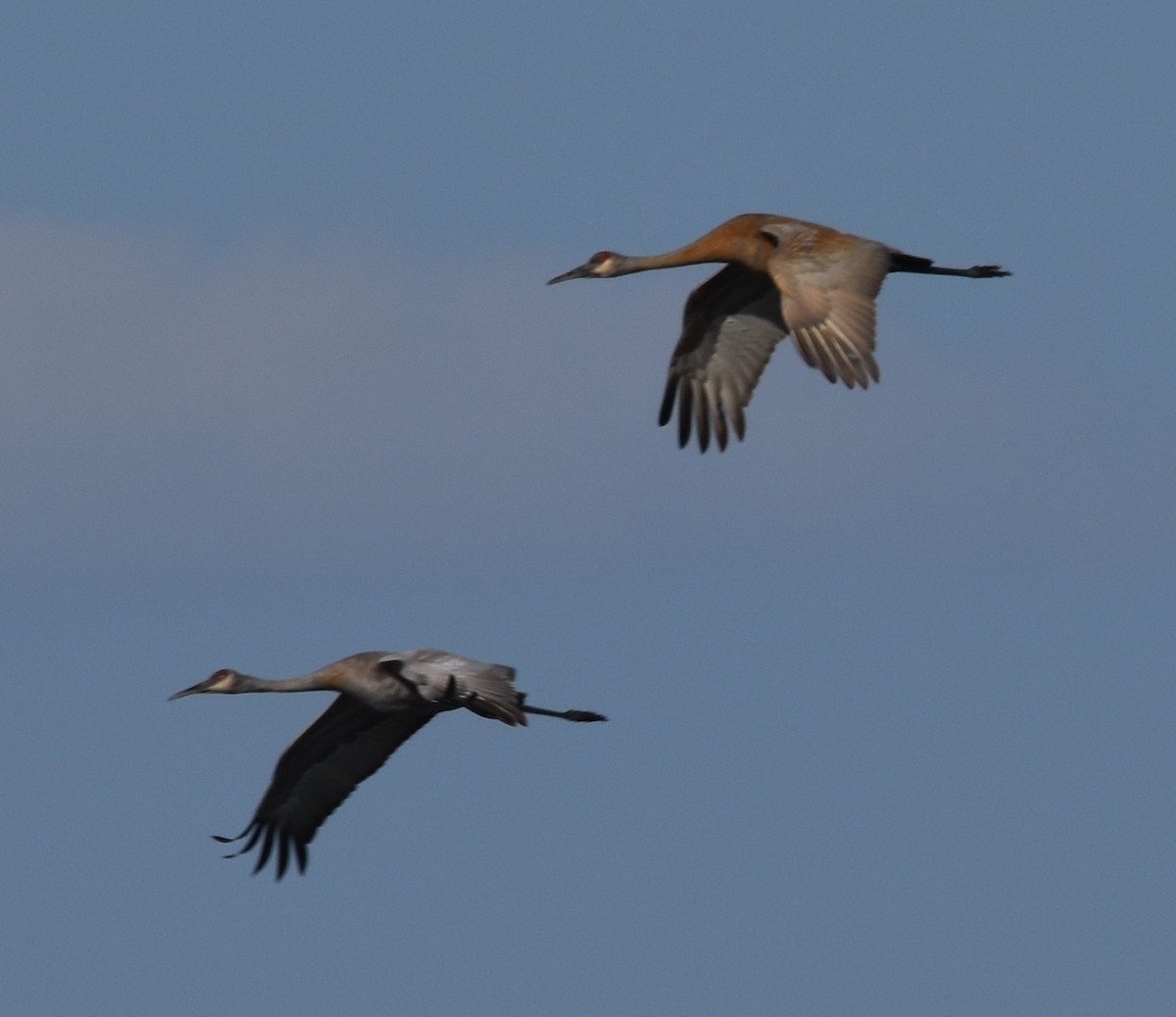 Sandhill Crane - ML619212661